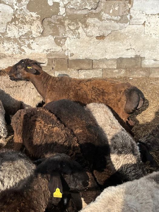 Продам жирного кушкара