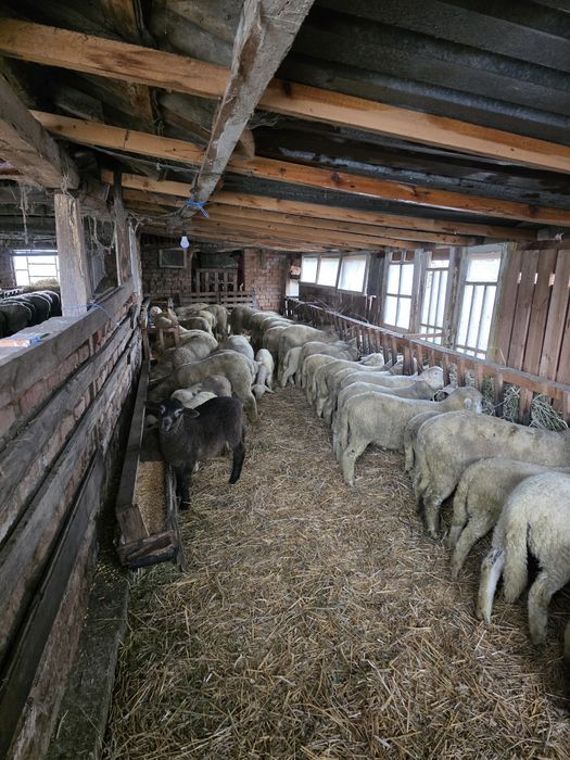 Овце Ил Дьо Франс област РУСЕ