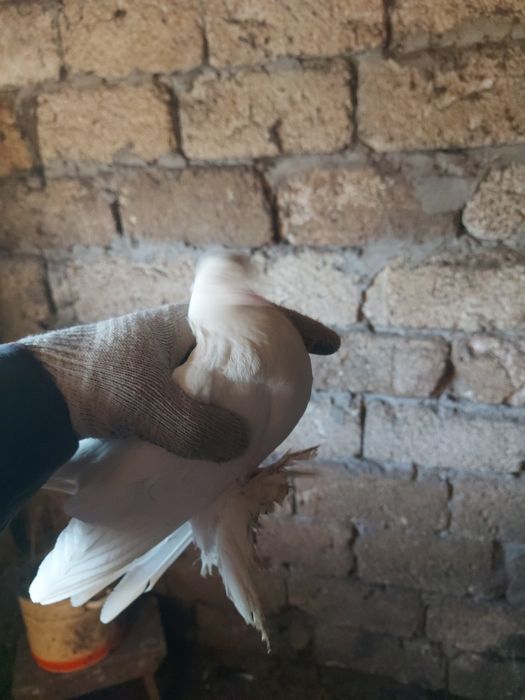 Продам голубей вольных