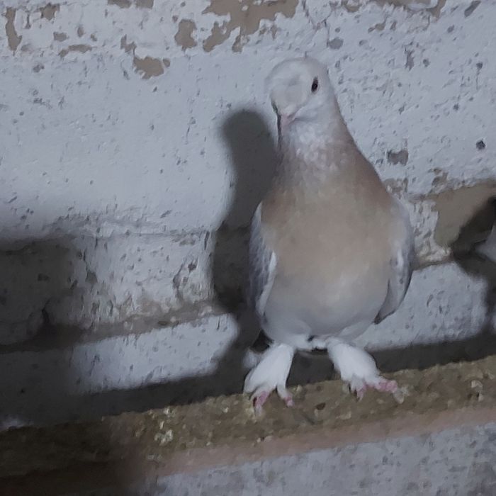 Такла насачуби самец лет с игрой