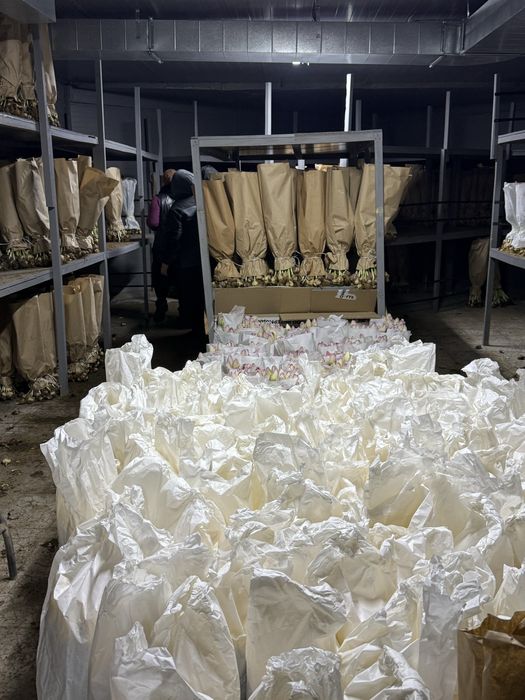 Тюльпаны оптом Шугыла