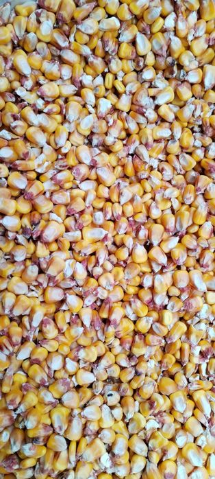 Porumb uscat in saci noi cusuți