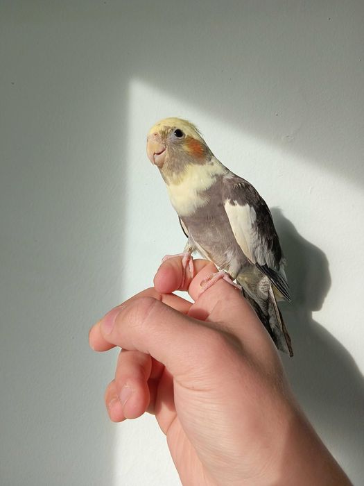 Ручной корелла сотилади