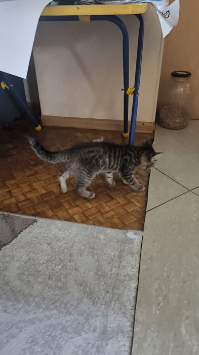 Котенок ждёт своего хозяина