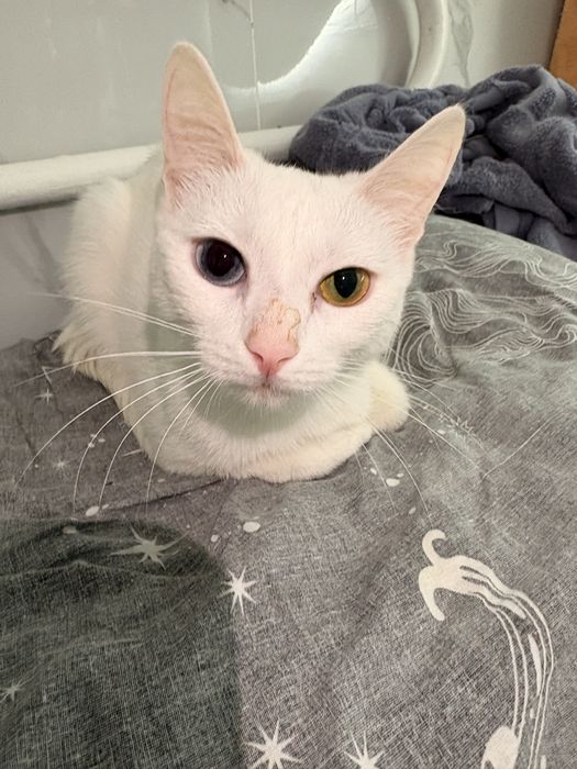 Кошечка ищет дом