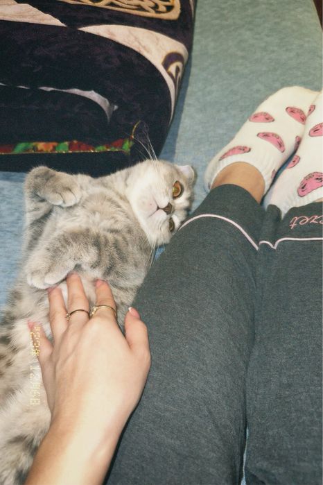 Продаю кошку стирилизованную