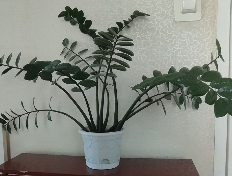 Бугенвиллия Замиокулькас- долларовое дерево