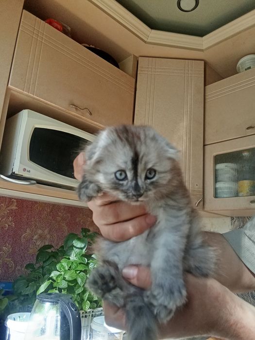 Продаю Котенок Скотиш Фолд