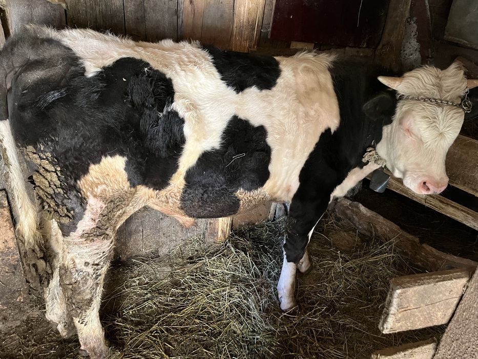 2 Viței de vanzare. 1 belgian 1 românesc