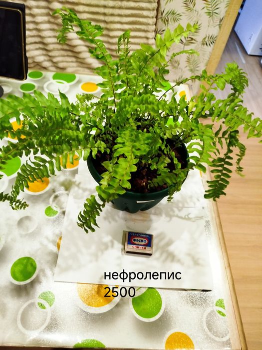 Папоротник комнатный