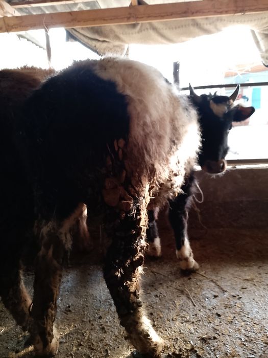 Продается бички аптити хорошо