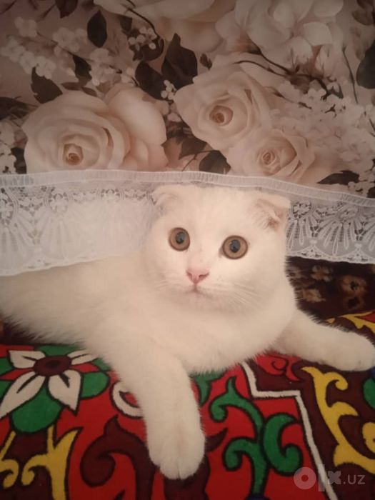 Продаётся Скоттиш Фолд
