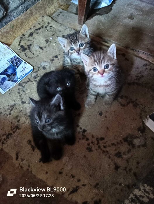 котята красивые  в добрые руки