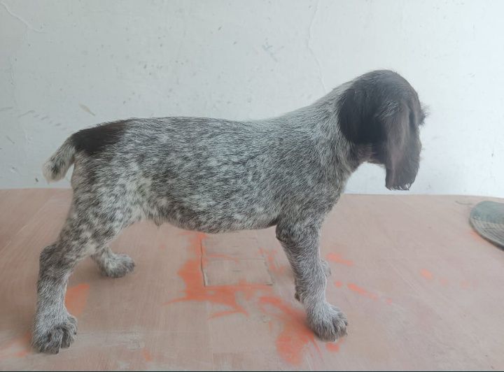 Щенки драатхара охотничьи