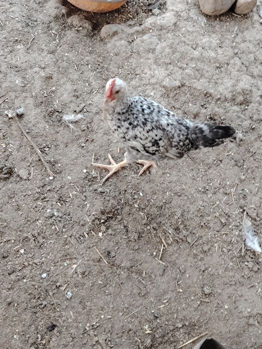 Продаются молодняк петушки