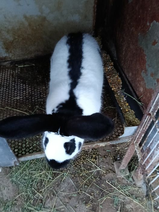 Vind 16 soldanasi metiși din mascul fluture și femele haycol