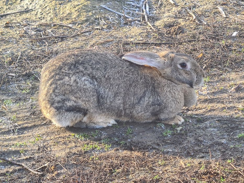Vând iepure uriaș german