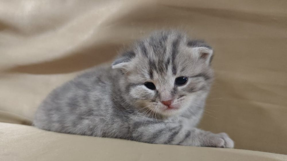 Продаётся милый котенок