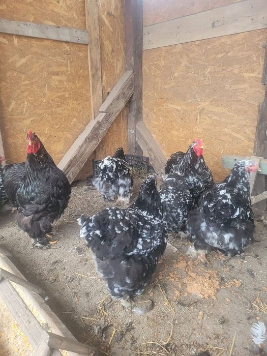 Oua de încubat Cochinchjna uriaș, galben și bobat.