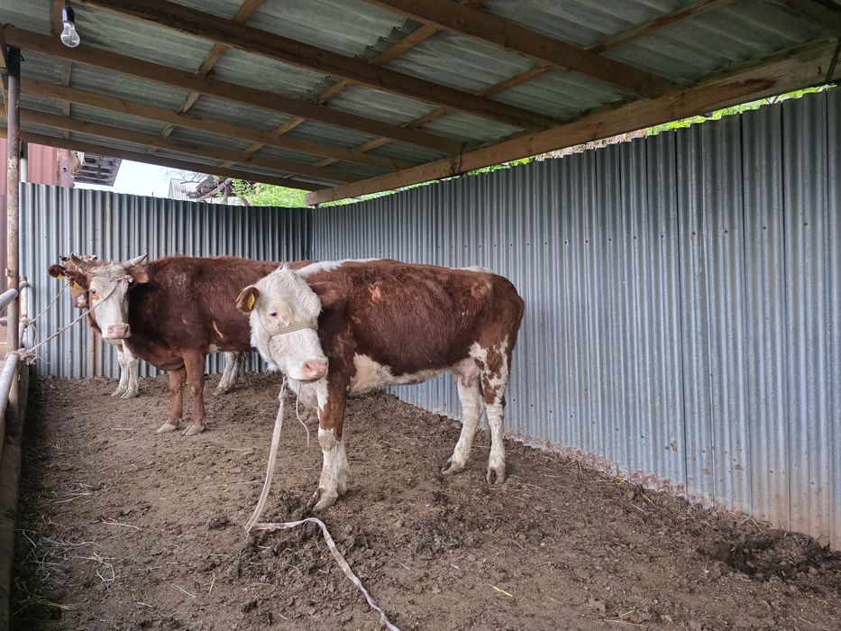 Жас құнажындар сатылады