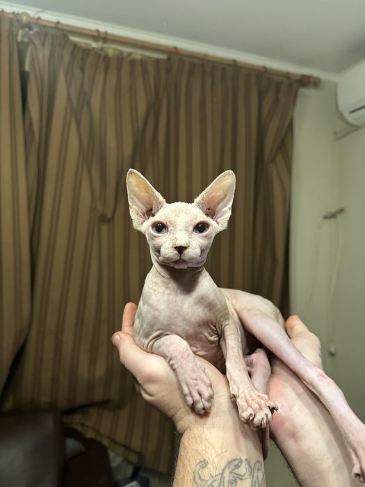 Сфинкс Котенце Sphynx