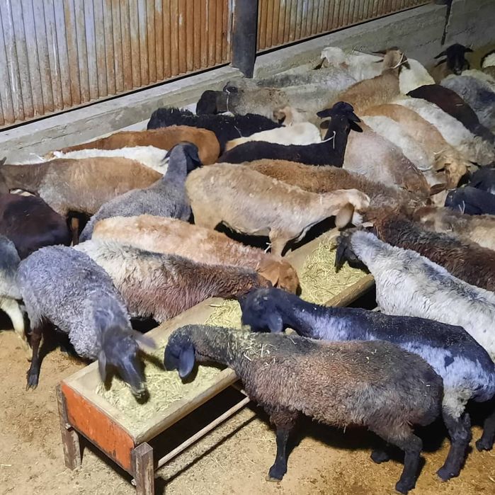 май семиз кой токты тусак кошкар