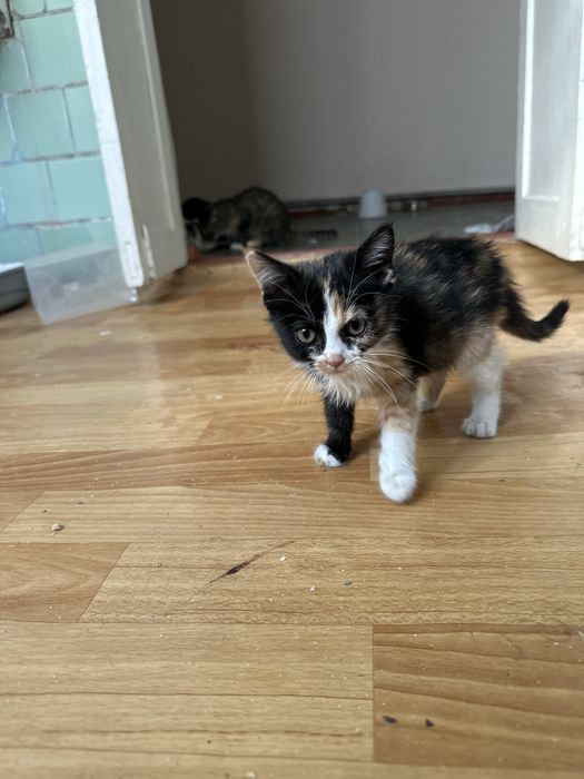 Котенок девочка 2 месяца