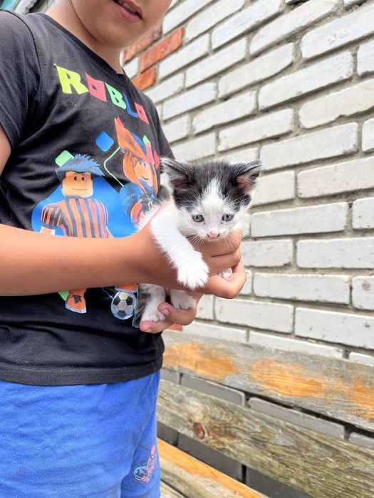 Отдам в добрые руки котят