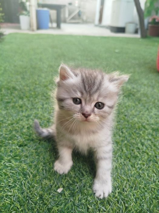 Mushuk bolalari sotiladi