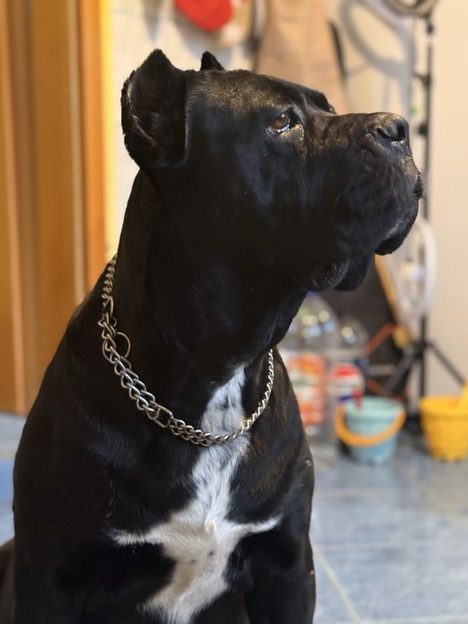 Vând un Cane Corso femelă cu pedigree