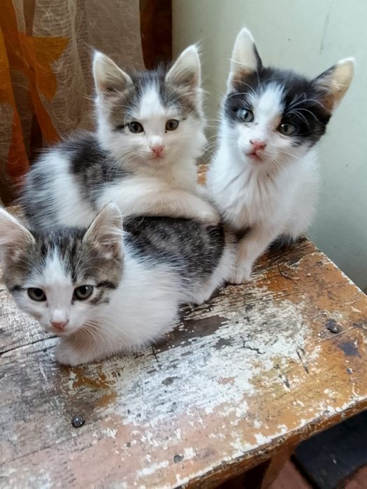 Отдам котят в добрые руки. Бесплатно.