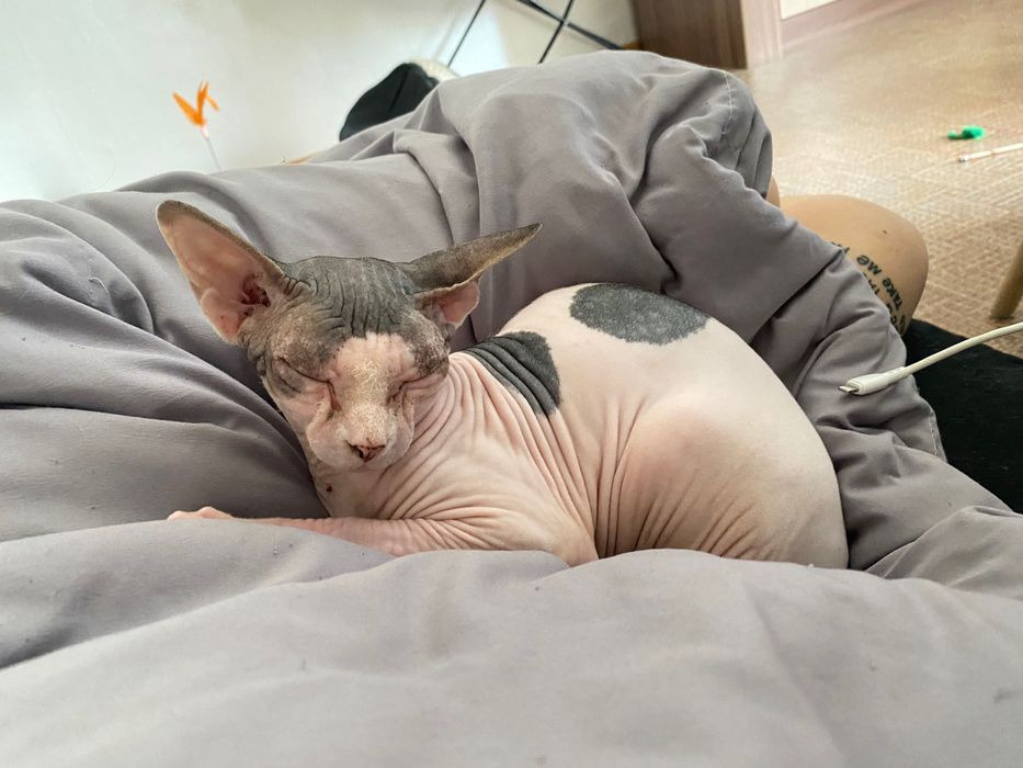 Потерялась кошка !