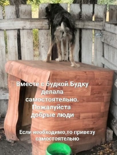 Отдам ДАРОМ ,срочно !!! Доброта спасёт МИР