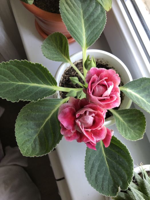 Кактус, «Женское счастье», декабрист