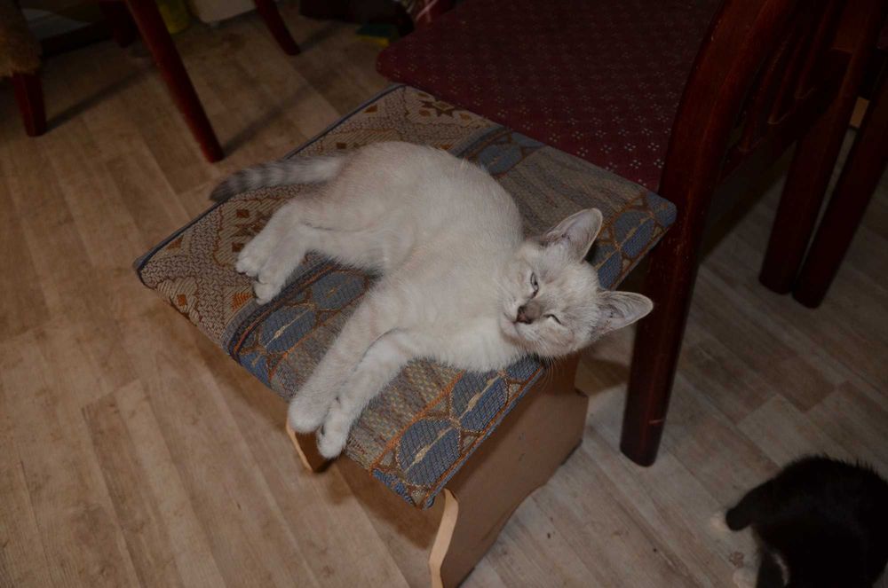 Отдаем котят в добрые руки
