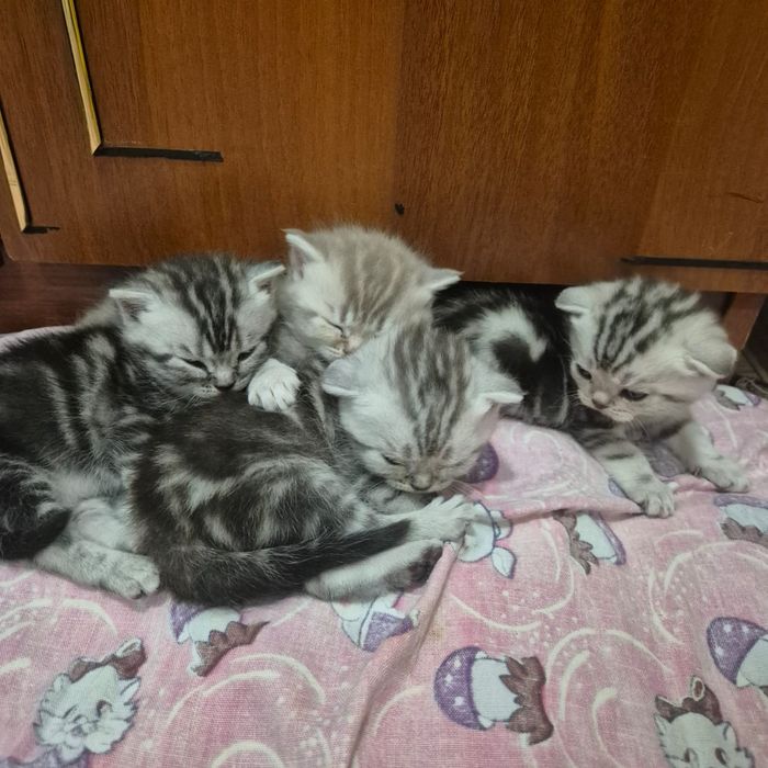 Котята шотландские