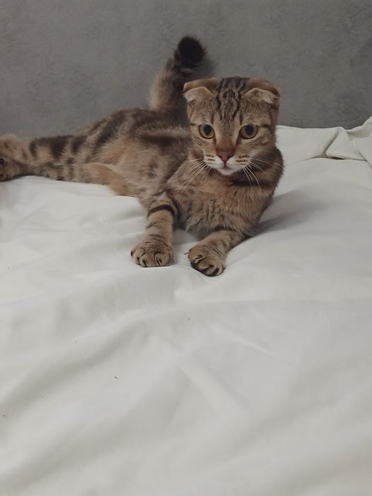 Котёнок девочка 4,5 месяца