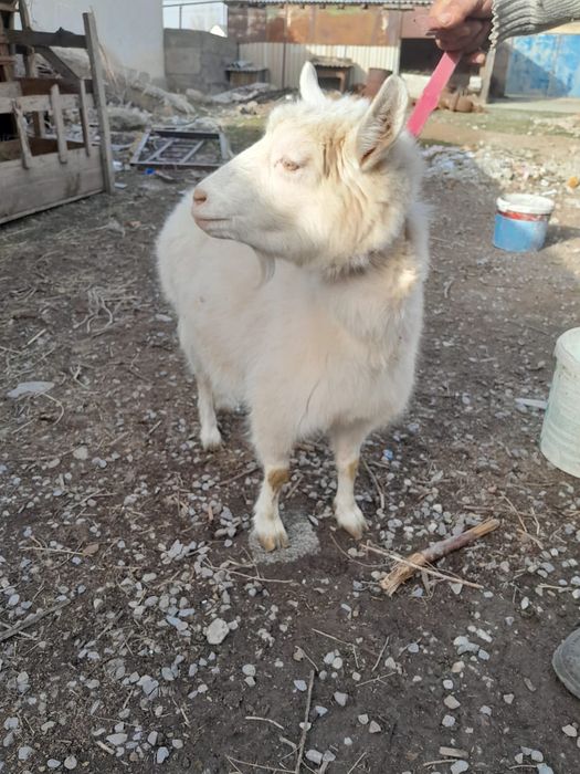 Голланский ешкі сатылады