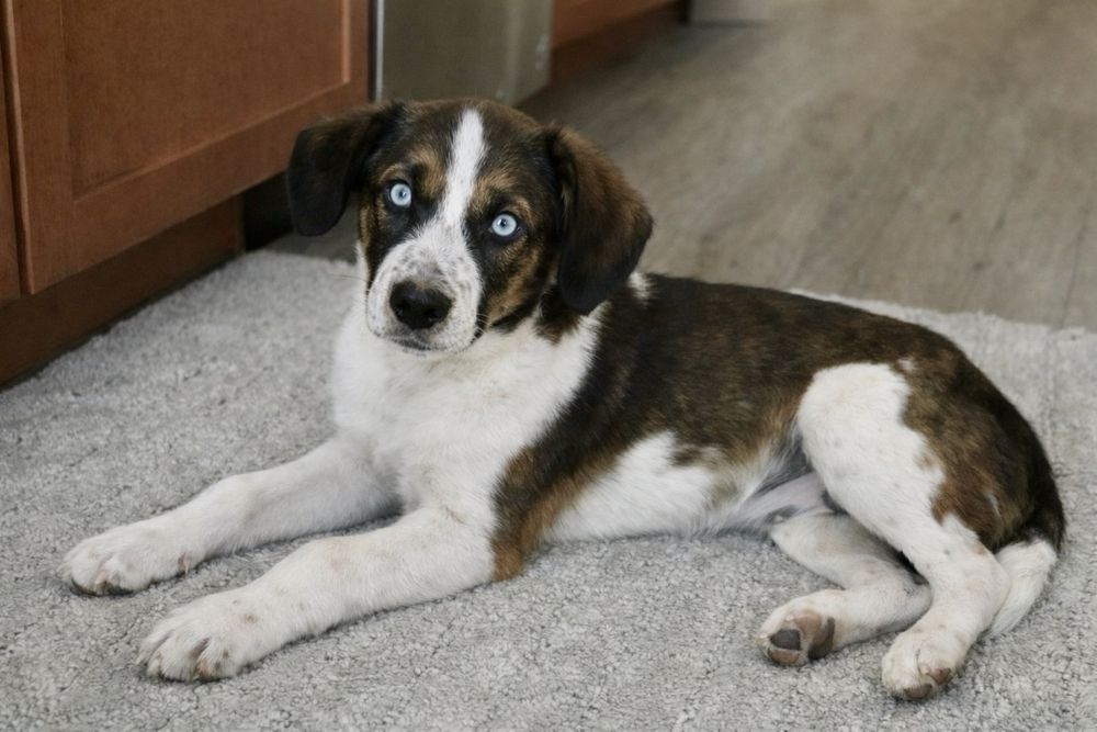 Компактный и ласковый щенок Скай