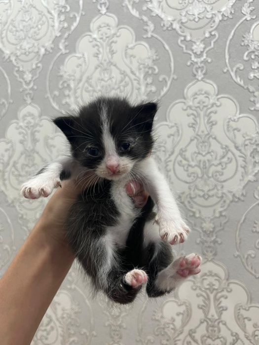 Котята Рэгдолл! Возраст 4 недели, всего .