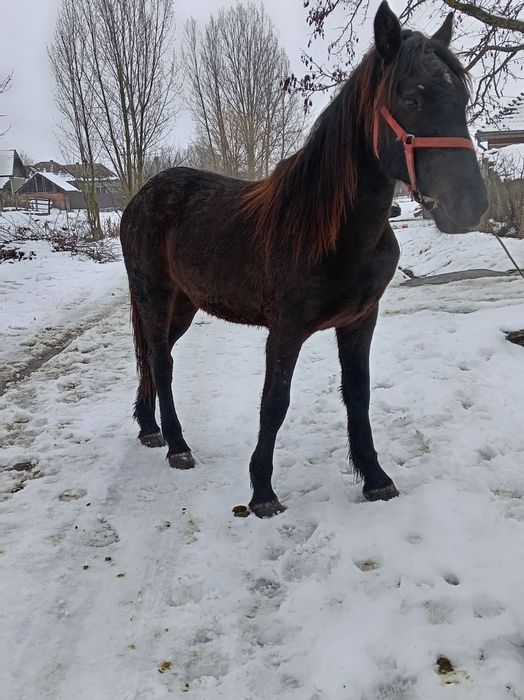 Vând mânză de un an și 8 luni