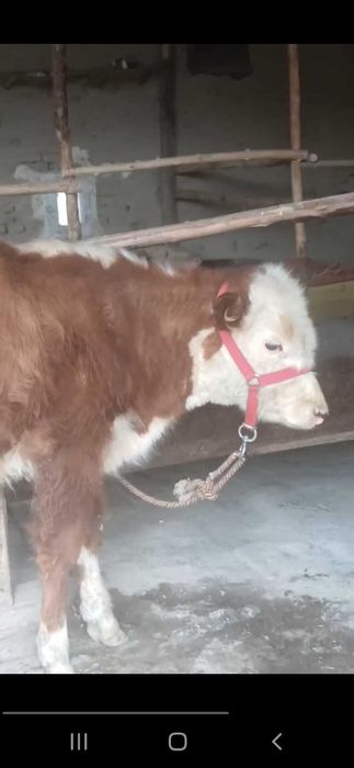 Сментал букача сотилади