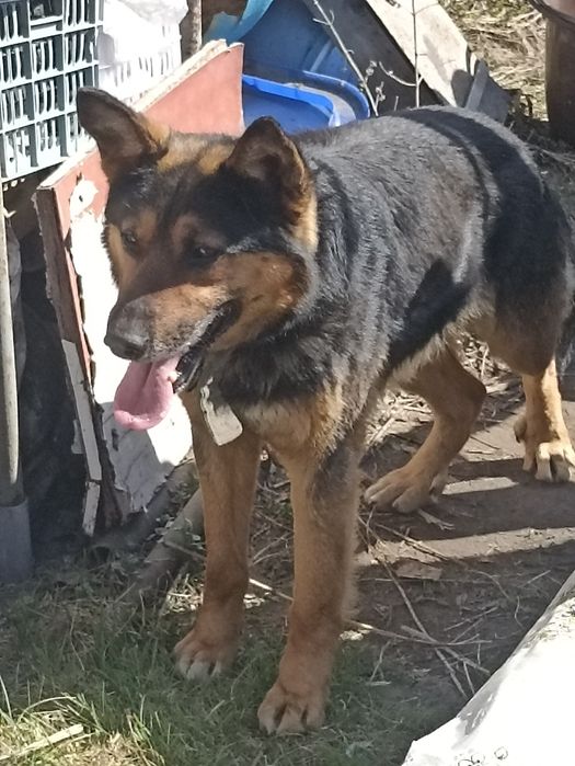 Собака в хорошие руки