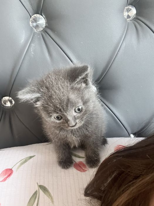 Котята британские