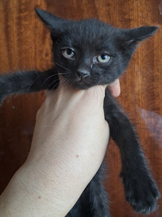 Котята бесплатно