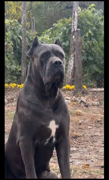 Кане Корсо Женско