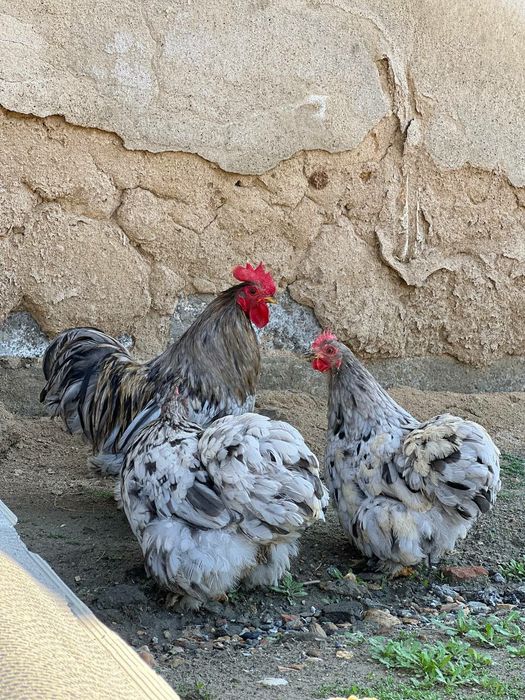 Choynikchalar sotiladi kox