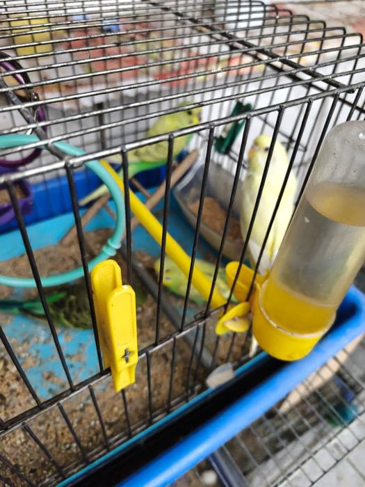 Папагали Валнисти различни цветове кротки.