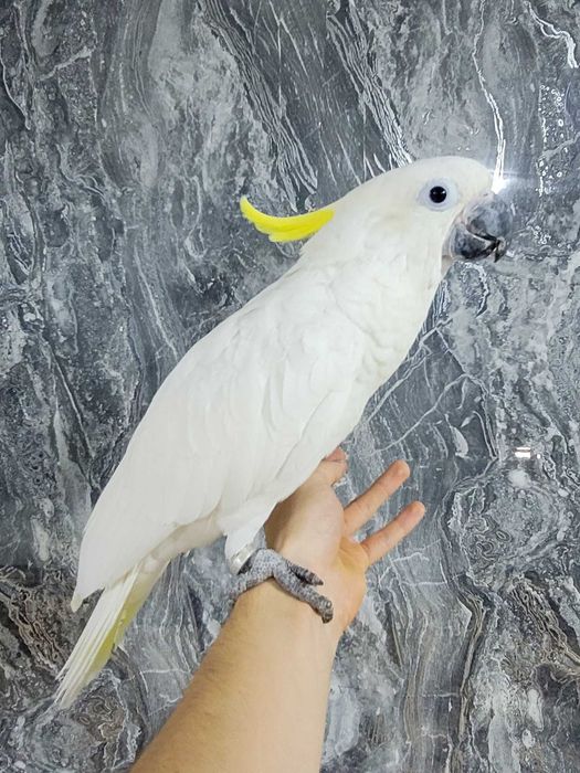 Какаду Тритон гибрид