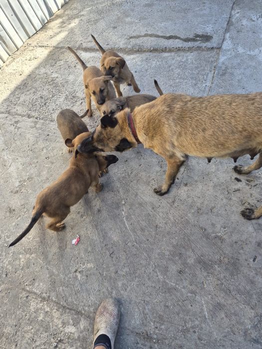 Spre adoptie pui micuti si jucausi !